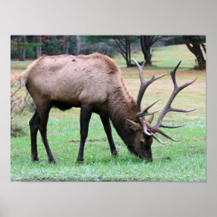 Elk Poster