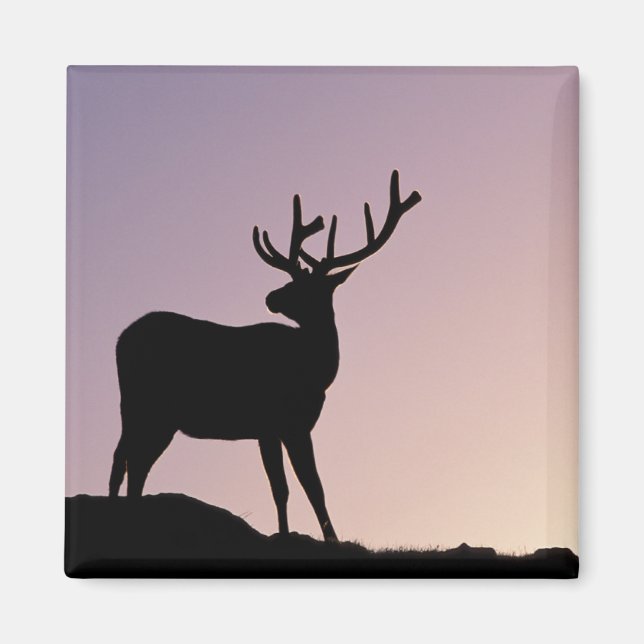 Elk Rocky Mountain National Park, Colorado Magnet (Vorne)