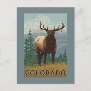 Elk SceneColorado Postkarte