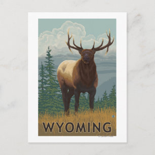 Elk SceneWyoming Postkarte