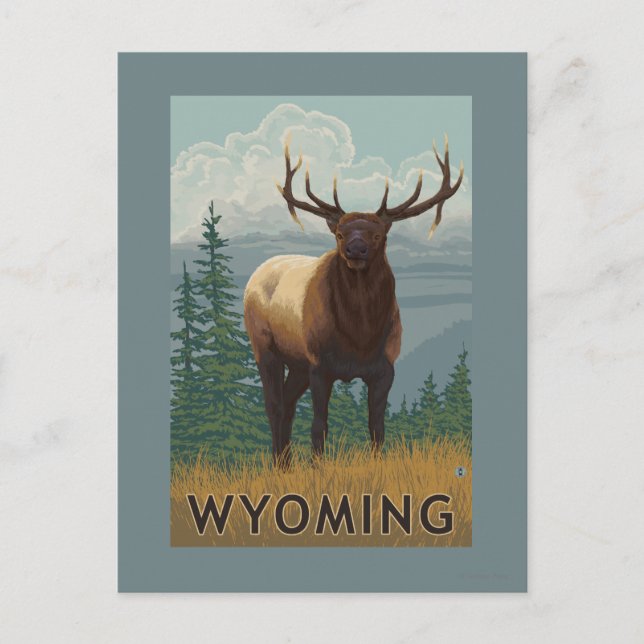 Elk SceneWyoming Postkarte (Vorderseite)
