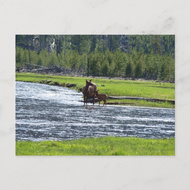 Elk und Baby in River Postkarte (Vorderseite)
