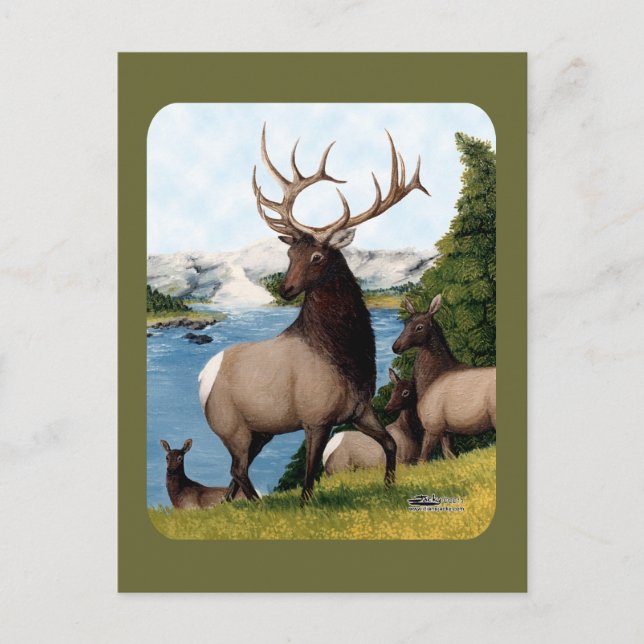 Elk Wapiti Postkarte (Vorderseite)