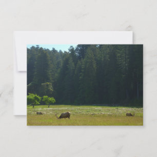 Elk-Wiese im Redwood-Nationalpark