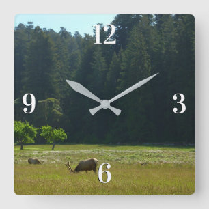 Elk-Wiese im Redwood-Nationalpark Quadratische Wanduhr