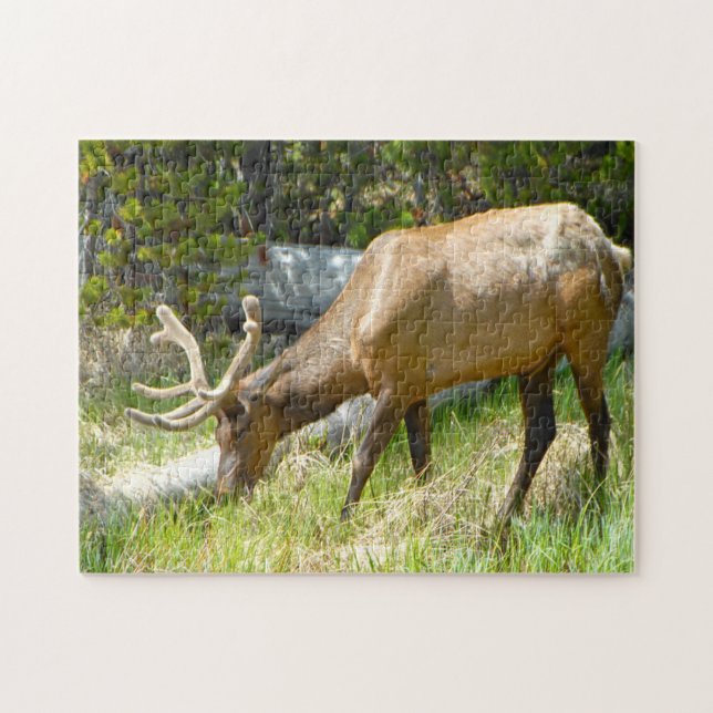 Elk Yellowstone Montana. Puzzle (Horizontal)