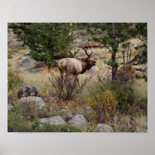 Elkbuglen im Rocky Mountain National Park Print Poster
