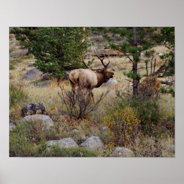 Elkbuglen im Rocky Mountain National Park Print Poster (Vorne)