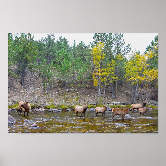 Elkherde, die im Big Thompson River waten Poster (Vorne)
