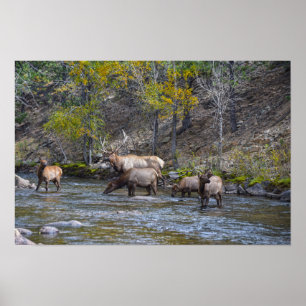 Elkherde im Big Thompson River Poster