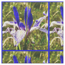 Elkhorn Mountain Iris