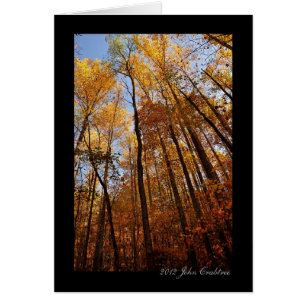 Elkmont Naturlehrpfad Bäume in den Smokies