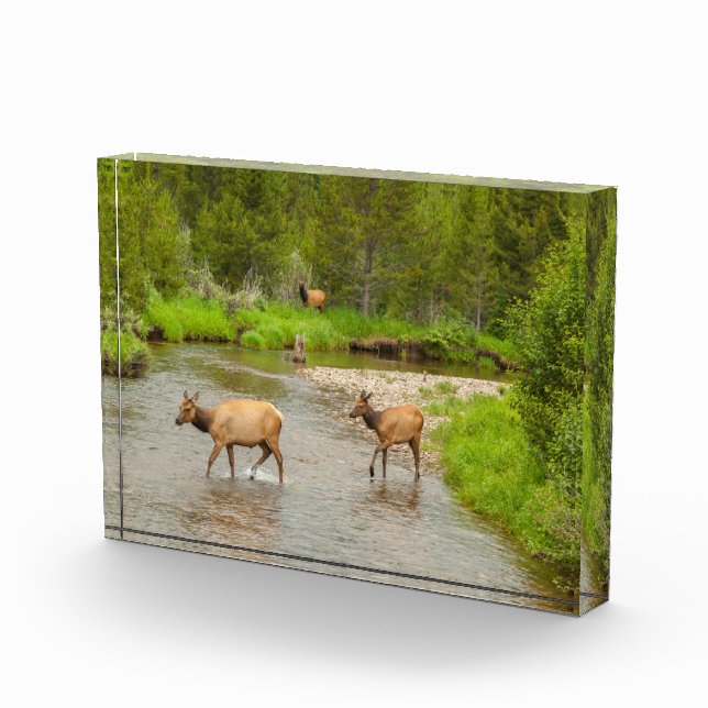 Elks überqueren den Colorado-Fluss Fotoblock (Rechts)