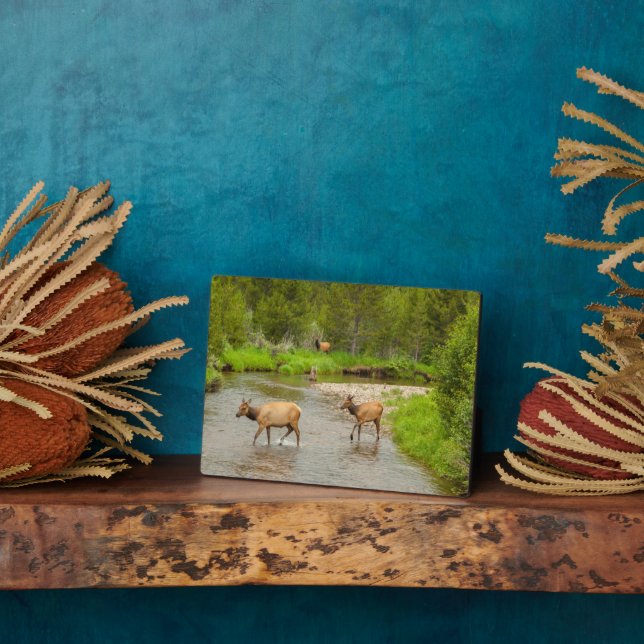 Elks überqueren den Colorado-Fluss Fotoplatte (Seite)