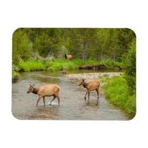 Elks überqueren den Colorado-Fluss Magnet