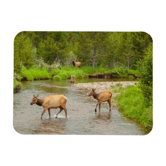 Elks überqueren den Colorado-Fluss Magnet (Horizontal)