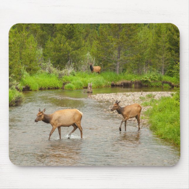 Elks überqueren den Colorado-Fluss Mousepad (Vorne)
