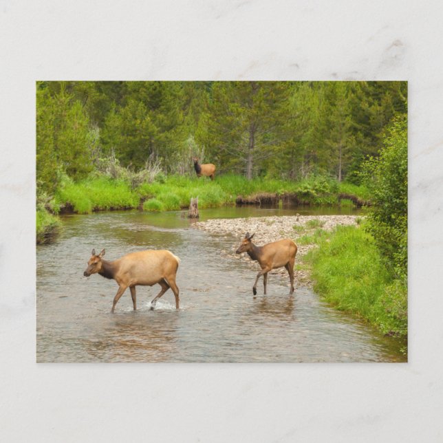 Elks überqueren den Colorado-Fluss Postkarte (Vorderseite)