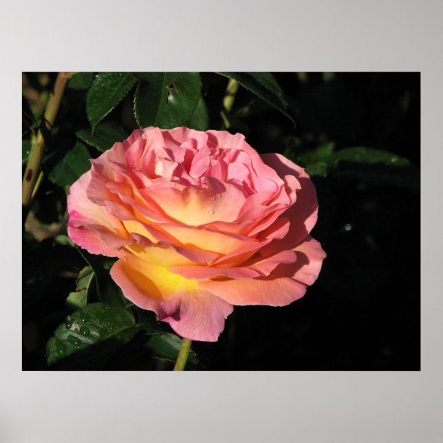 Elle Hybrid Tea Rose 152 Poster (Vorne)