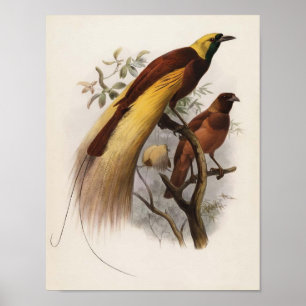 Elliot - Paradisea apoda - Großer Bird of Paradise Poster
