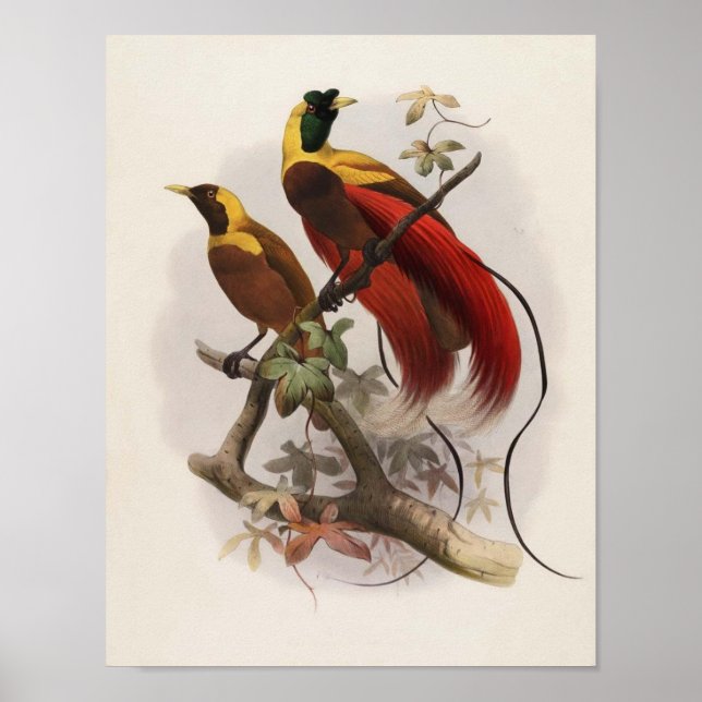 Elliot - Paradisea sanguinea - Roter Bird of Parad Poster (Vorne)