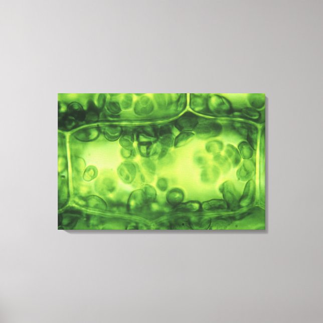 Elodea Pflanze Cells Leinwanddruck (Vorderseite)