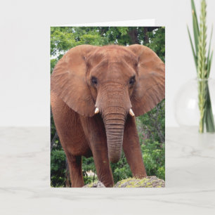 ELPEHANT Fotografie Grußkarte Karte