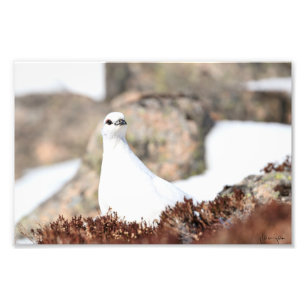 Elusive Ptarmigan Fotodruck