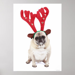 Embarrassed looking Pug wearing Reindeer Antlers Poster