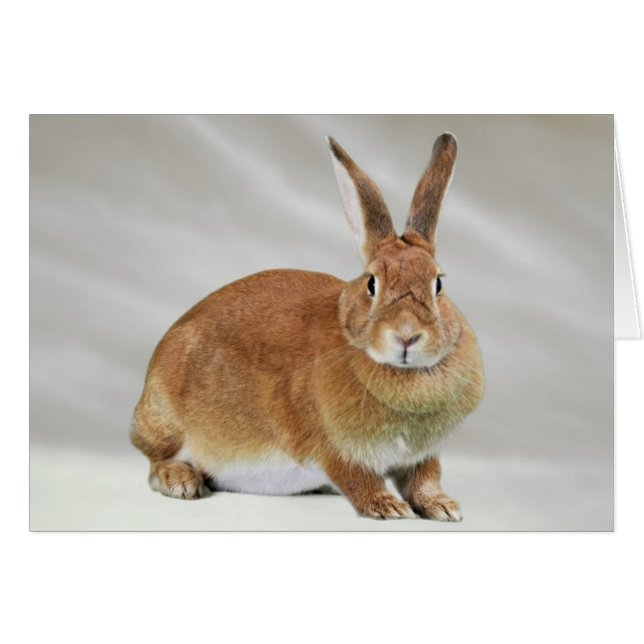 Ember (Vorderseite (Horizontal))