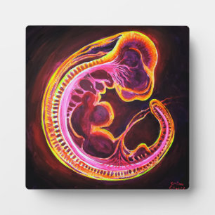 Embryo Fotoplatte