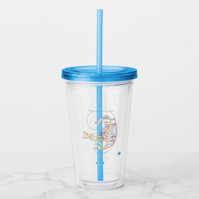 Embryologie Tumbler mit Lid + Stroh Acryltrinkbecher (Vorderseite)