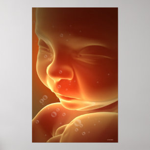 Embryonale Entwicklung 4 Poster