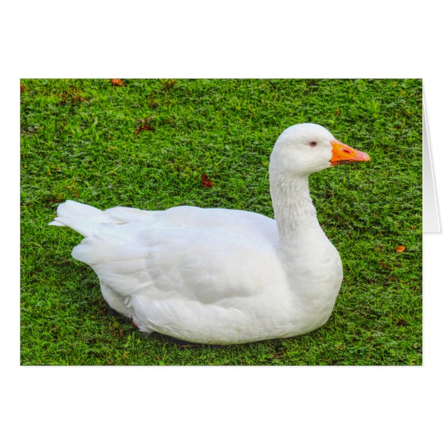 Emden Goose (Vorderseite (Horizontal))