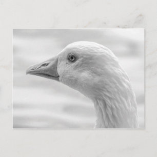 Emden Goose B&W, Roath Park Lake, Cardiff, Wales. Postkarte