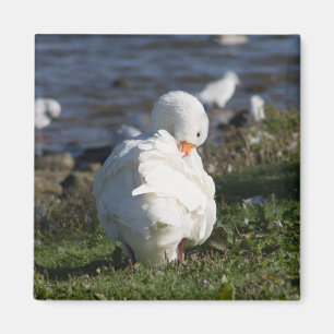 Emden Goose Magnet