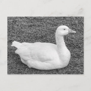 Emden Goose, Roath Park Lake, Cardiff, Wales B&W Postkarte