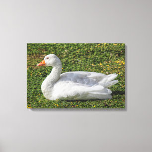 Emden Gose, Roath Park Lake, Cardiff, Wales. Leinwanddruck