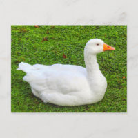 Emden Gose, Roath Park Lake, Cardiff, Wales. Post