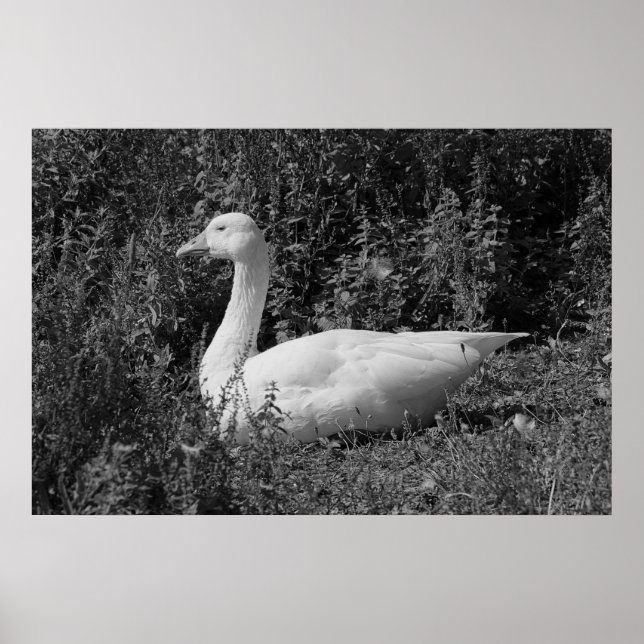 Emder Gans Poster (Vorne)