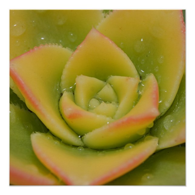 Emerald Bloom: Nature’s Liquid Jewel Poster (Vorderseite)