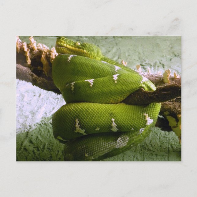 Emerald Boa Postkarte (Vorderseite)