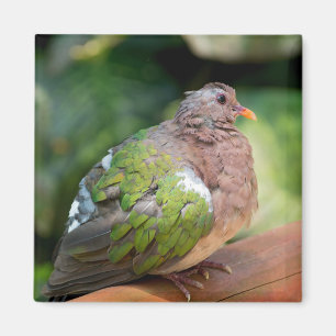 Emerald Dove Profil und Perch Magnet