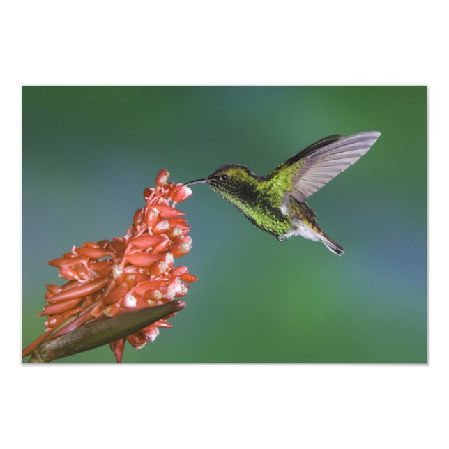 Emerald, Elvira, kopfköpfig, Fotodruck (Vorne)