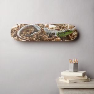 Emerald lizard Salamander in the earth    Skateboard