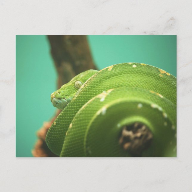 Emerald Postkarte (Vorderseite)