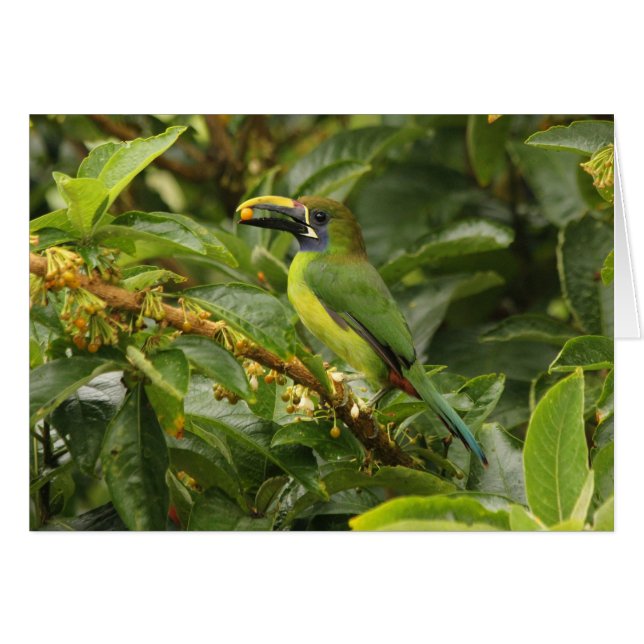 Emerald Toucanet (Vorderseite (Horizontal))