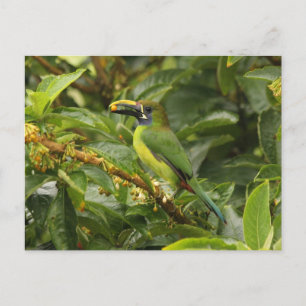 Emerald Toucanet Postkarte