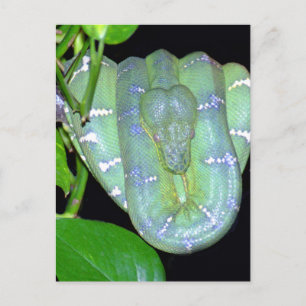 Emerald Tree Boa-Morticia Postcard Postkarte