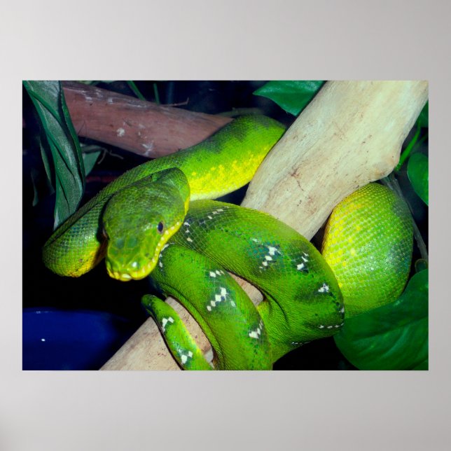 Emerald Tree Boa Poster (Vorne)
